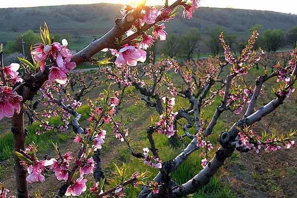 Цветение крымских персиков - 6