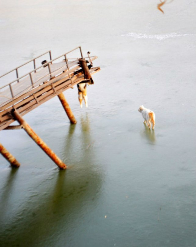 Коты в полном недоумении - 5