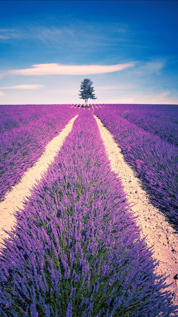 Лавандовые поля в Провансе. - 6