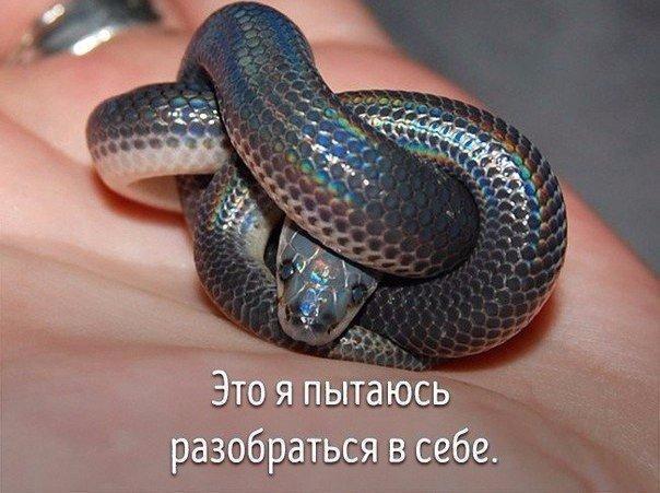 Животные совсем как мы.