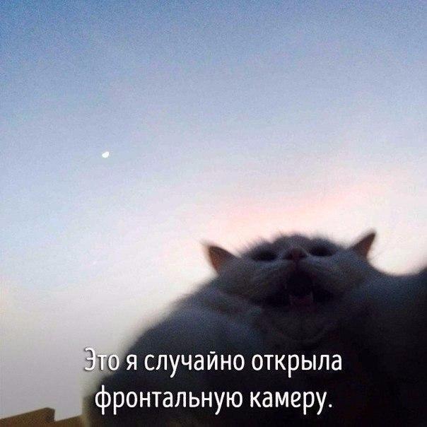 Животные совсем как мы. - 5