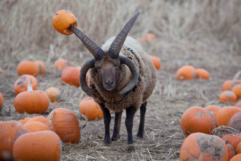 Мэнский лохтан и тыковка.