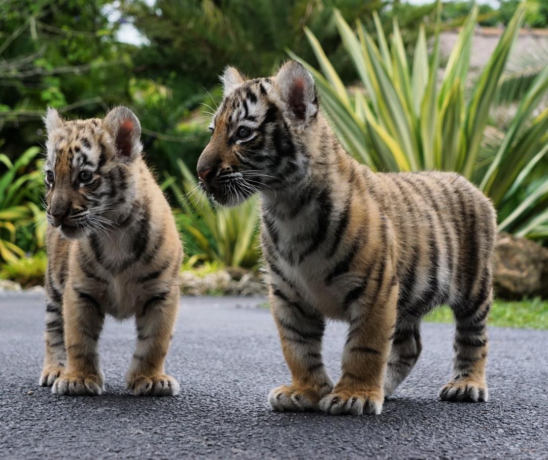 Тигрята Хэйли и Харви, которым исполнилось по 7 недель. <br>Zoological Wildlife Foundation, Майами, США