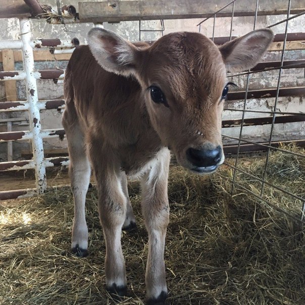 Знакомьтесь, это Танк. Он родился несколько дней назад.