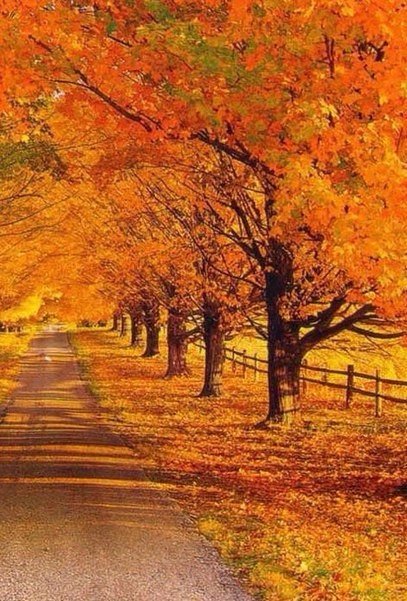 Зoлoтая oceнь - 5