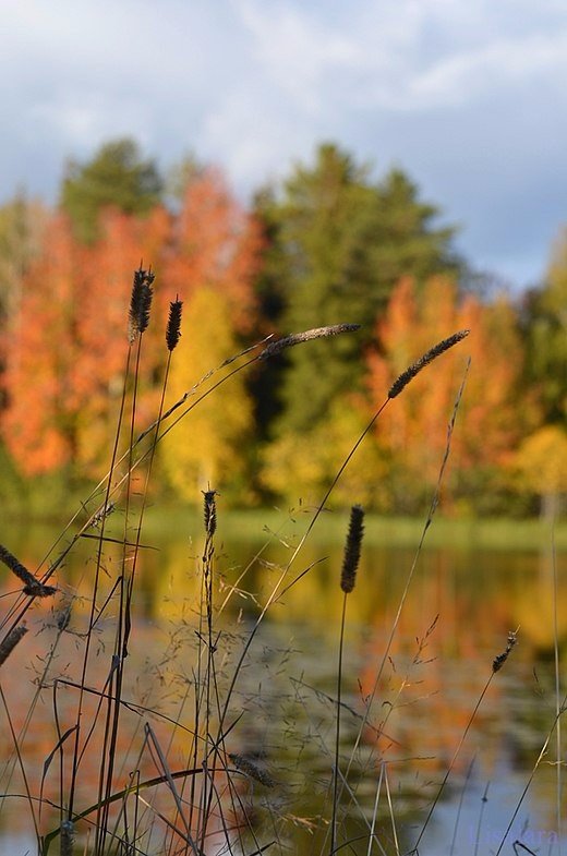 Такая грусть лишь в это время года:<br>Господь не зря мгновенья выбирает...<br>И умирает осенью природа,<br>Но... как она красиво умирает!<br><br>Виктор Третьяков
