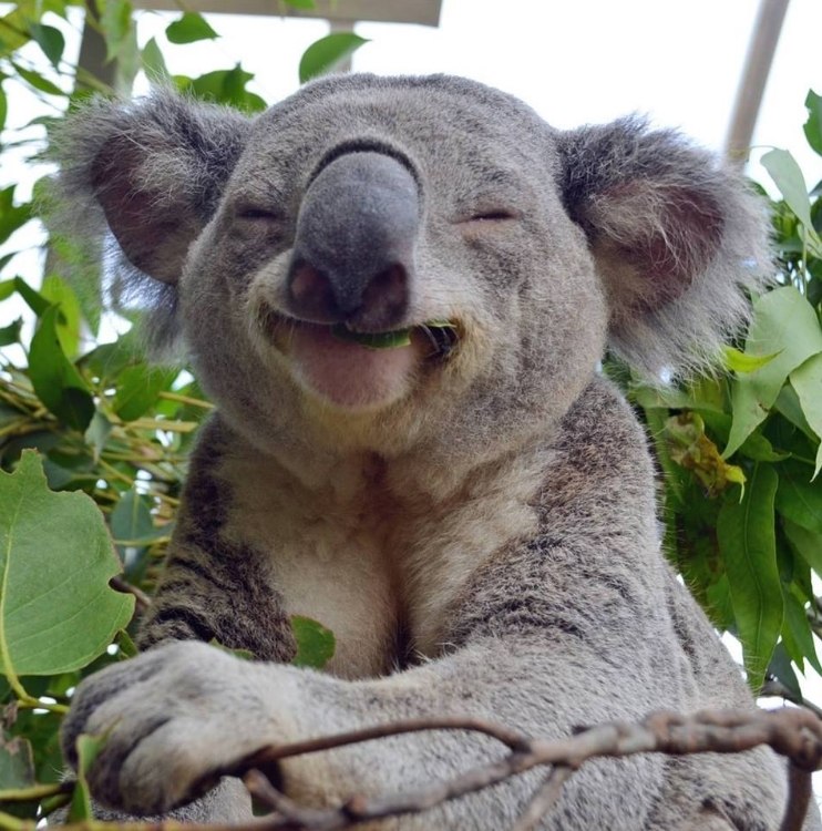 Самая счастливая коала.