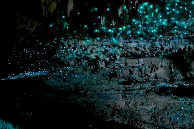 Светящиеся пещеры Вайтомо, Новая Зеландия - 5