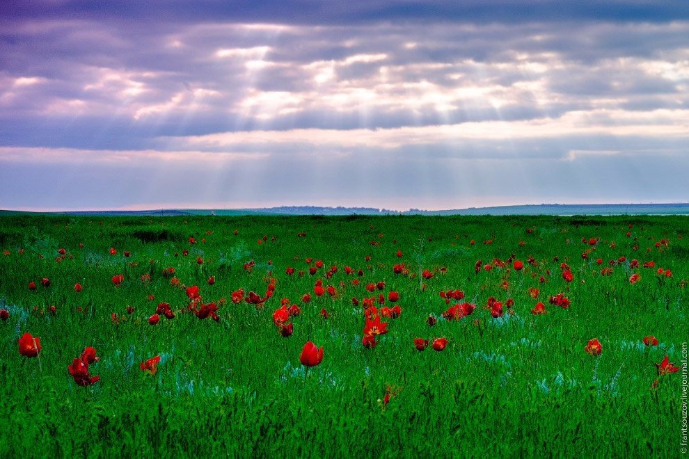 Весна. Калмыкия. Цветущая степь. Прекрасные дикие тюльпаны - 7