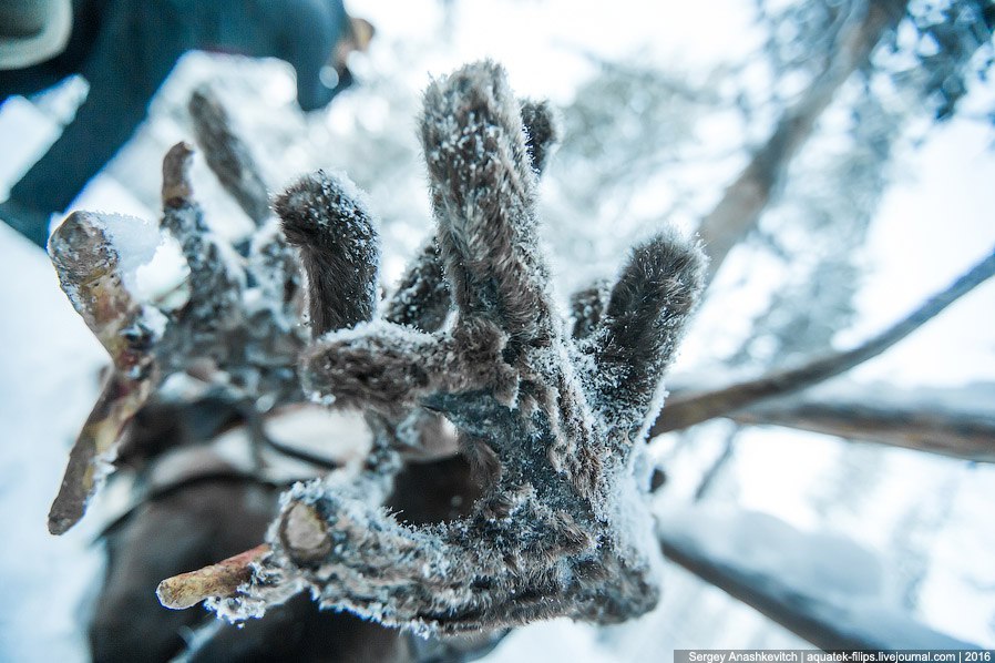 Вони крутіше, ніж котики - 6