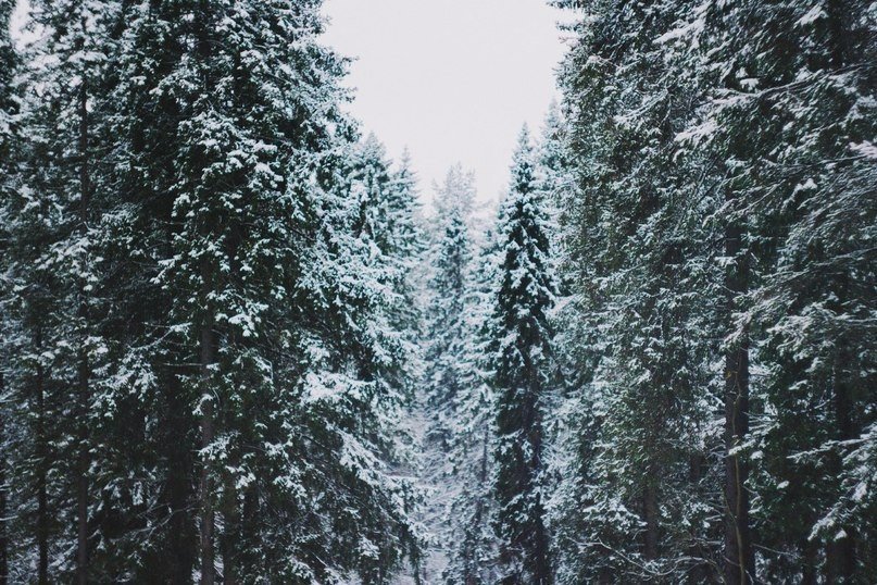 Зачаровують лісу Карелії - 7