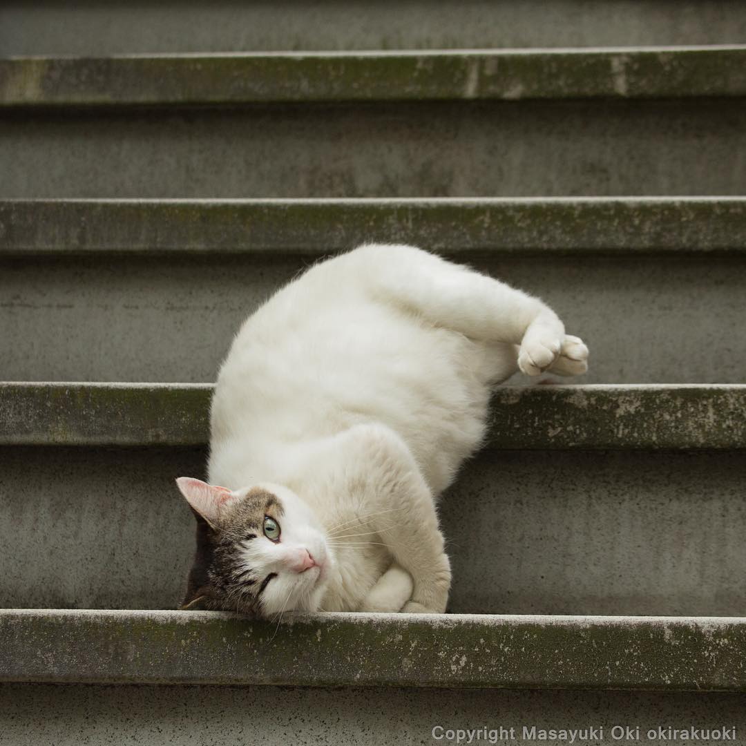 Японский фотограф Масаюки Оки - 8