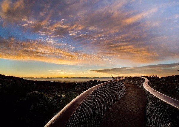 Дорога над верхушками деревьев: новый деревянный настил в ботаническом саду в Кейптауне, ЮАР - 6