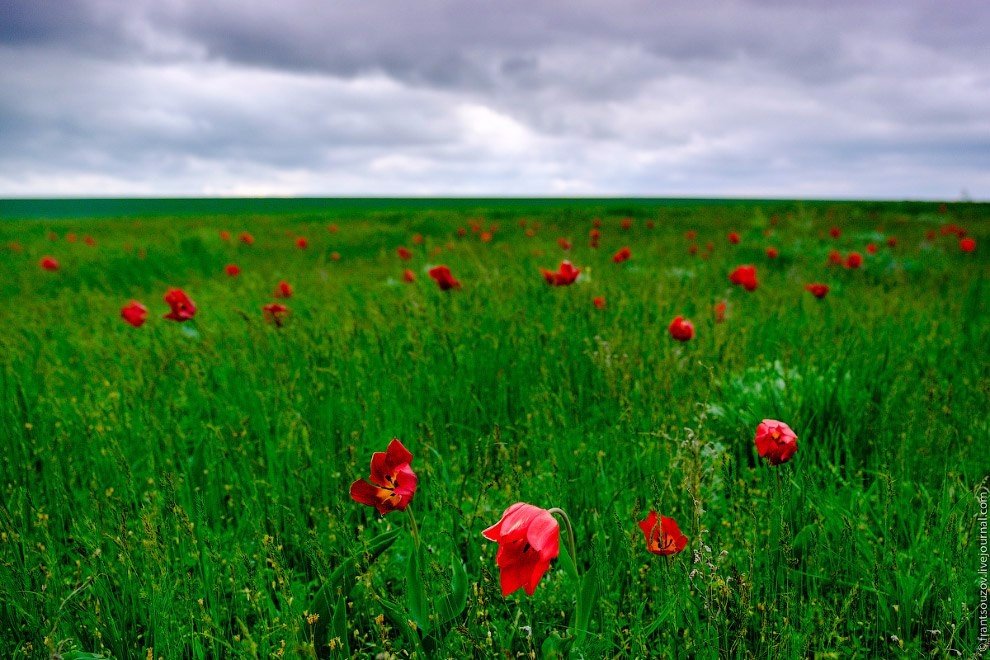 Весна. Калмыкия. Цветущая степь. Прекрасные дикие тюльпаны