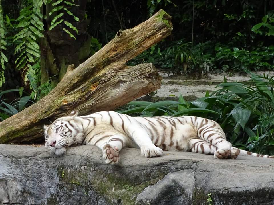 Сингапур. Зоопарк и Парк птиц. Август 2016