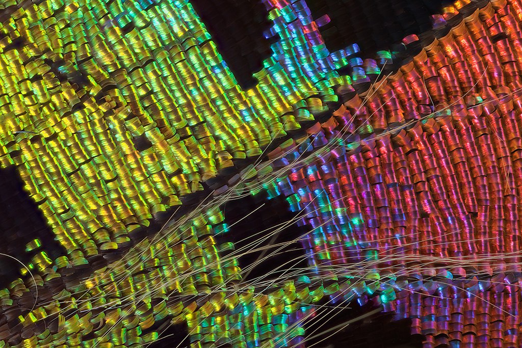 Крылья бабочек в 17-кратном увеличении