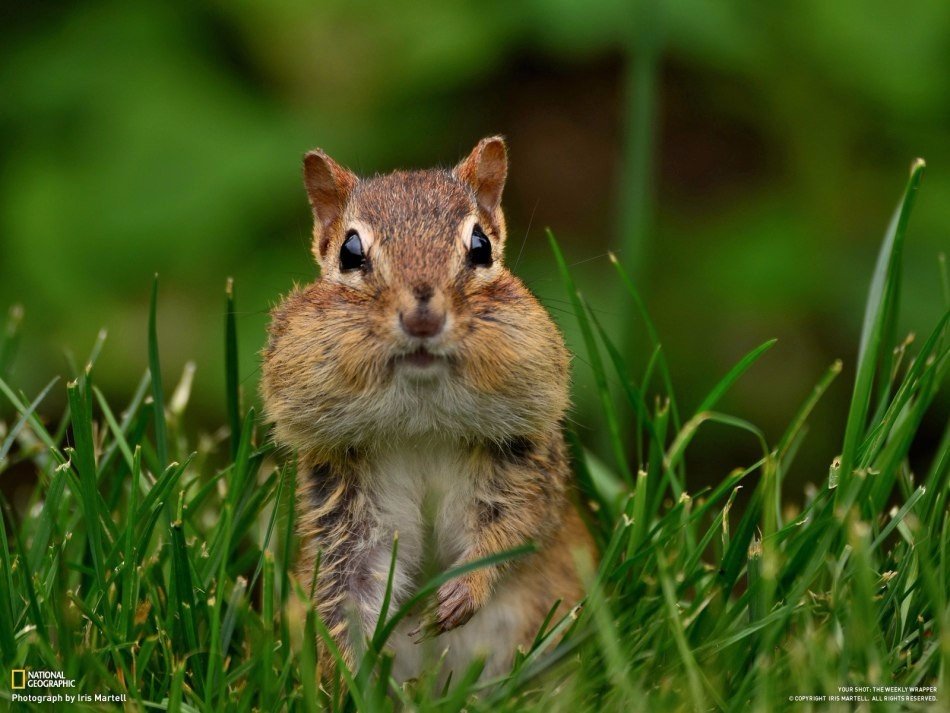Потрясающие снимки дикой природы (NatGeo) - 8