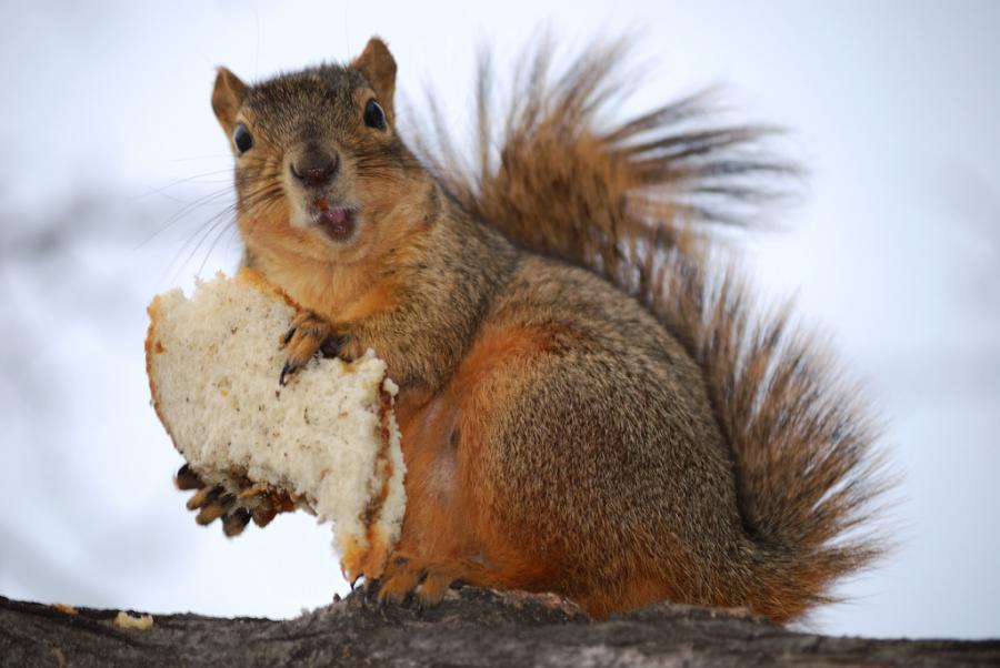 Вот вам подборка толстых белок и вопрос: удалось уйти с работы на час пораньше в этот предпраздничный день?  - 6