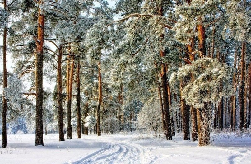 Сосновый бор в Подмосковье