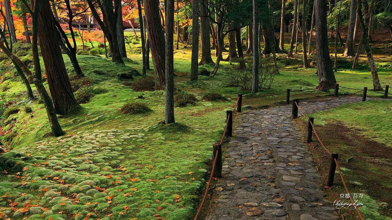 The garden of the mosses of the sakhodzi, Japan - 5