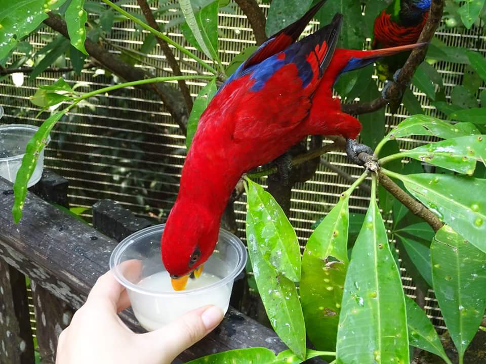 Сингапур. Зоопарк и Парк птиц. Август 2016 - 7