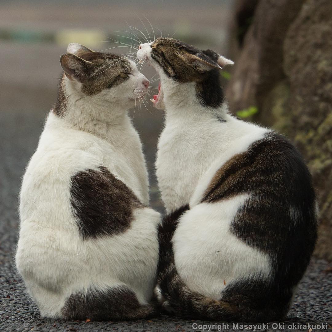 Японский фотограф Масаюки Оки - 5