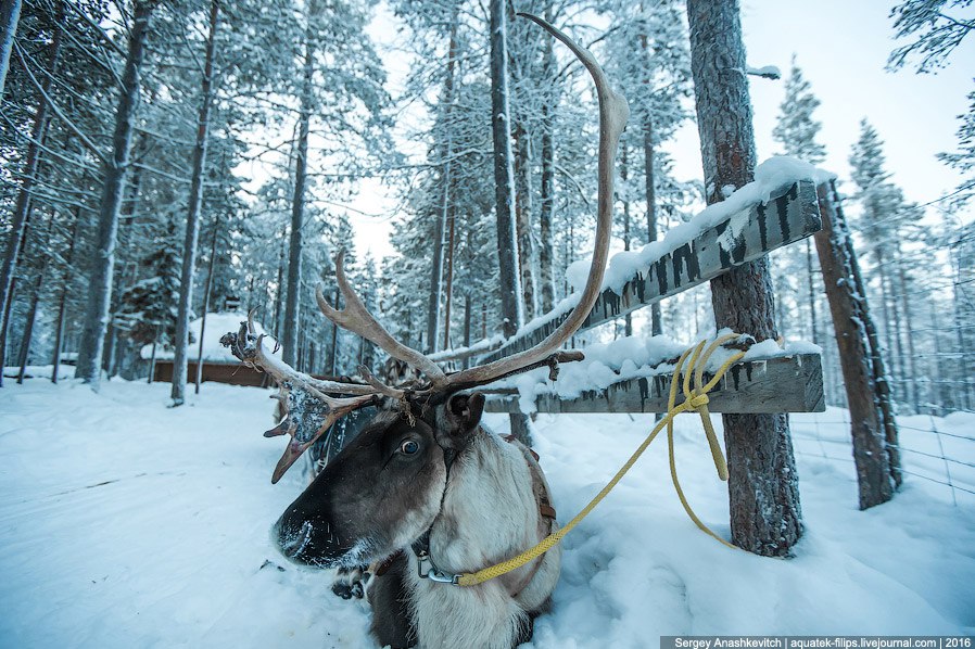 Вони крутіше, ніж котики - 7