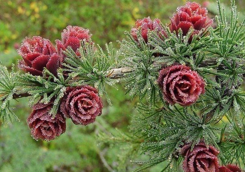 Полярная роза. Так цветет лиственница. Её шишки краснеют раз в 2-3 года. Фото сделано в Якутии, Саха.