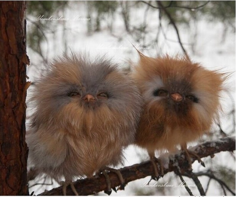 Маленькие совята