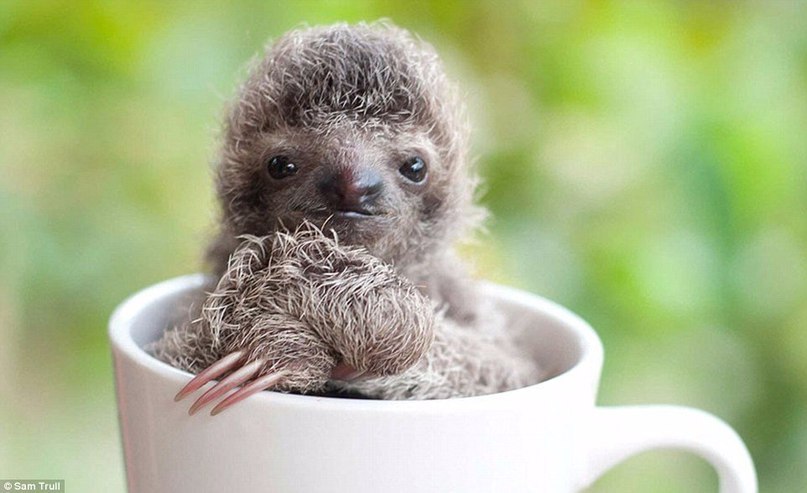 Институт ленивцев - 7