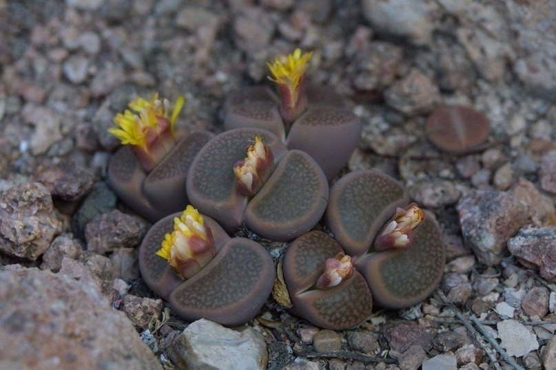 Літопси - дивовижні живі камені - 5