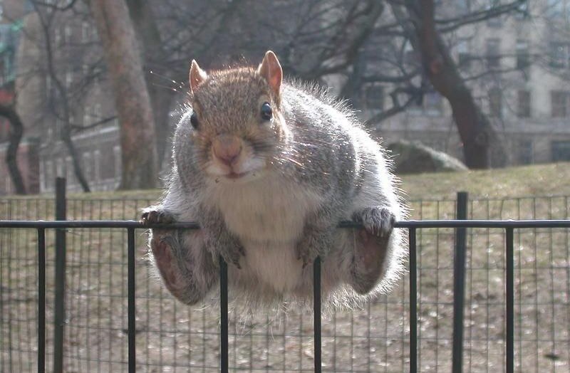 Вот вам подборка толстых белок и вопрос: удалось уйти с работы на час пораньше в этот предпраздничный день? 