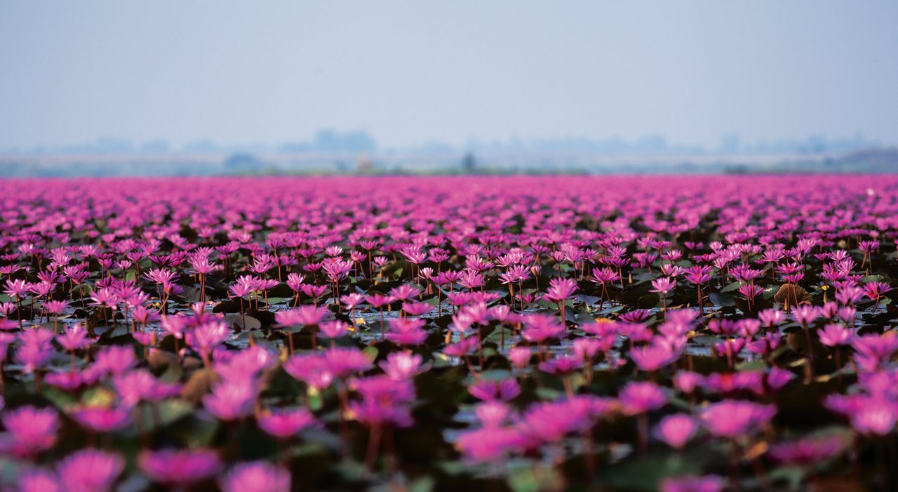 Озеро лотосов, Таиланд - 5