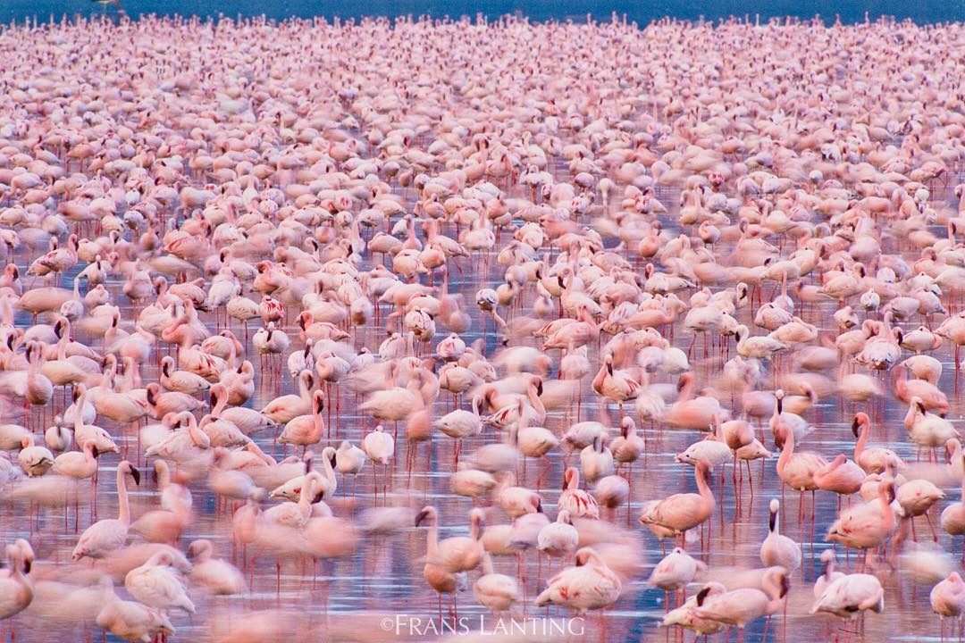 Озеро фламинго