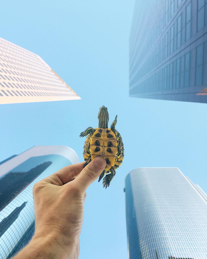 Черепашка-путешественник по кличке Лео - 5