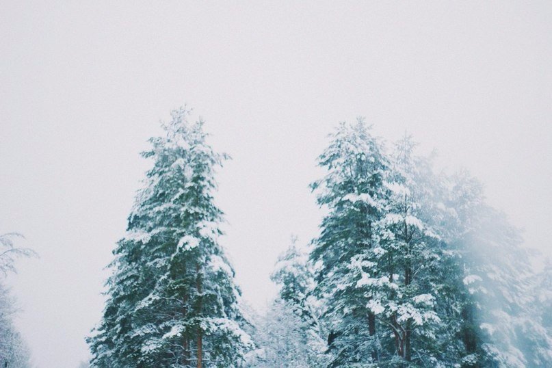 Зачаровують лісу Карелії - 6