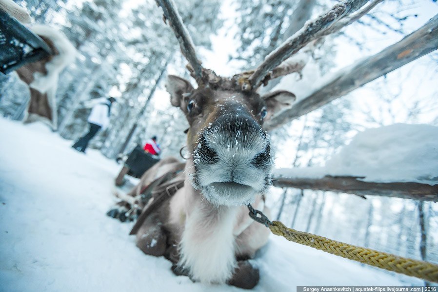 Вони крутіше, ніж котики - 5