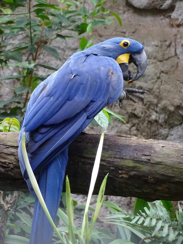 Сингапур. Зоопарк и Парк птиц. Август 2016 - 5