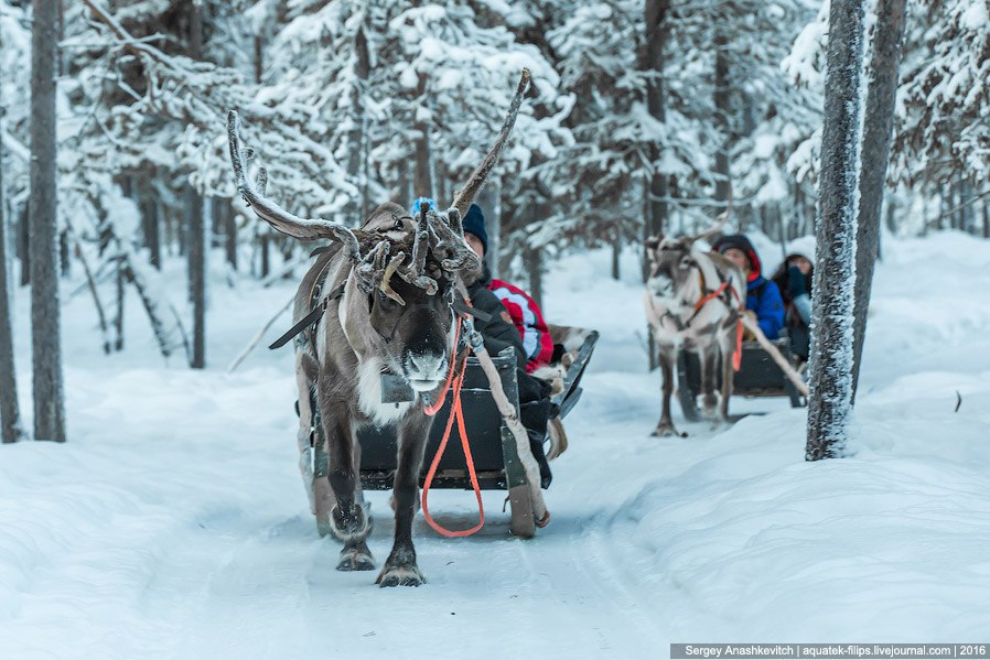 Вони крутіше, ніж котики - 8