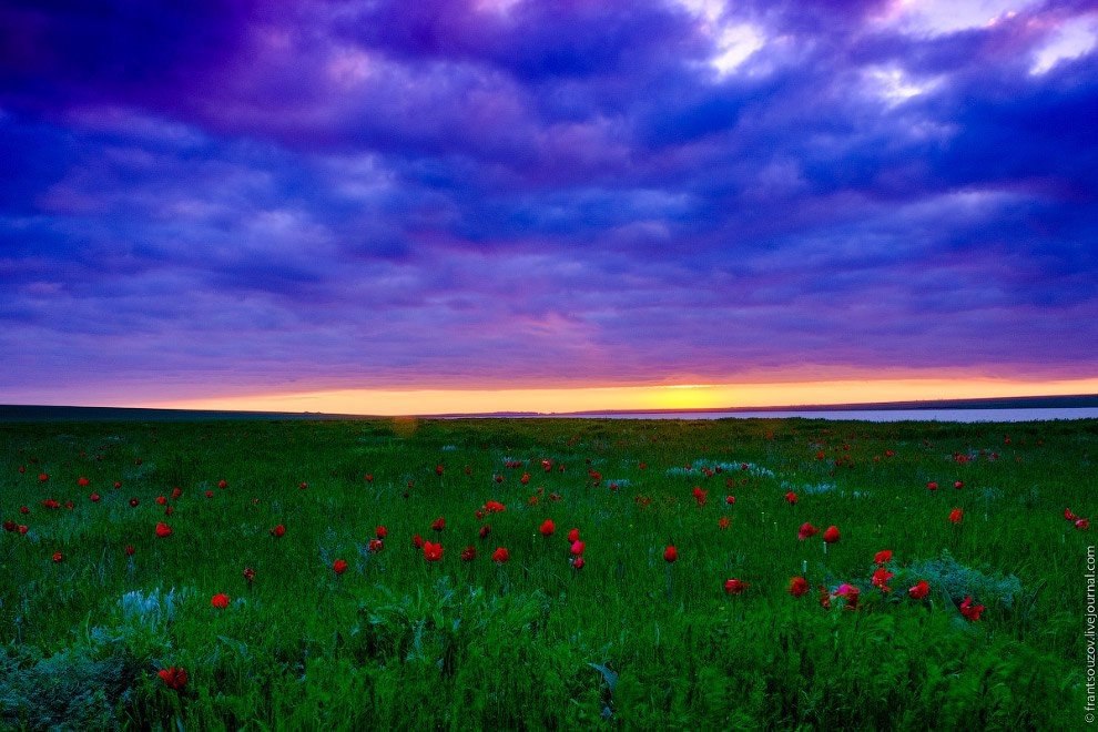 Весна. Калмыкия. Цветущая степь. Прекрасные дикие тюльпаны - 5