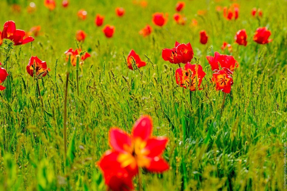 Весна. Калмыкия. Цветущая степь. Прекрасные дикие тюльпаны - 6