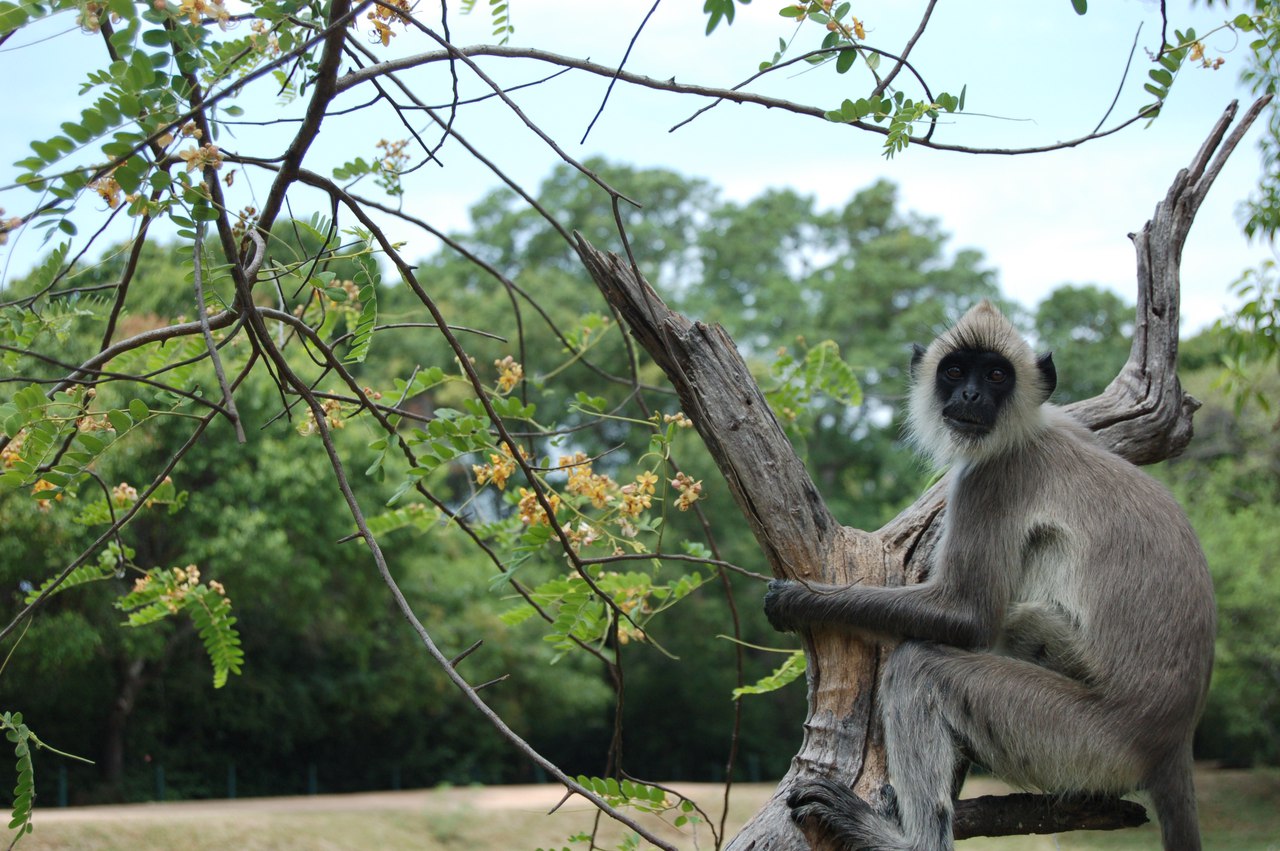 Дика природа поруч з нами