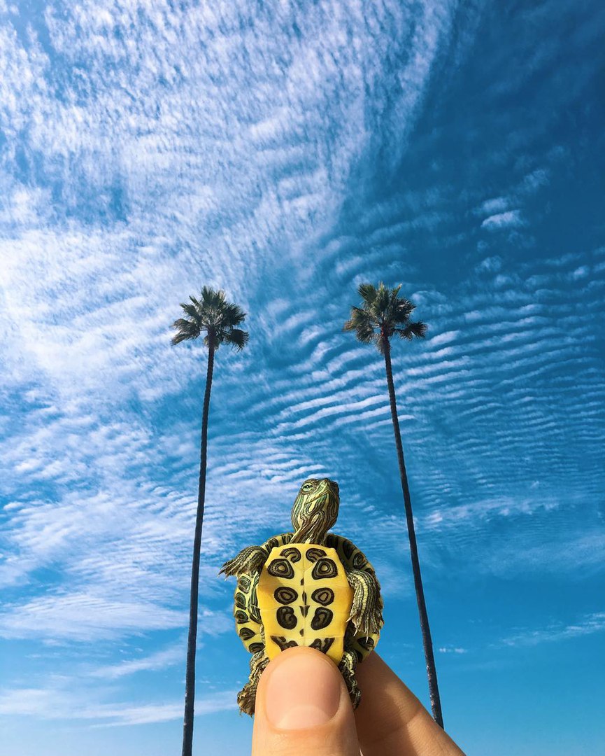 Черепашка-путешественник по кличке Лео