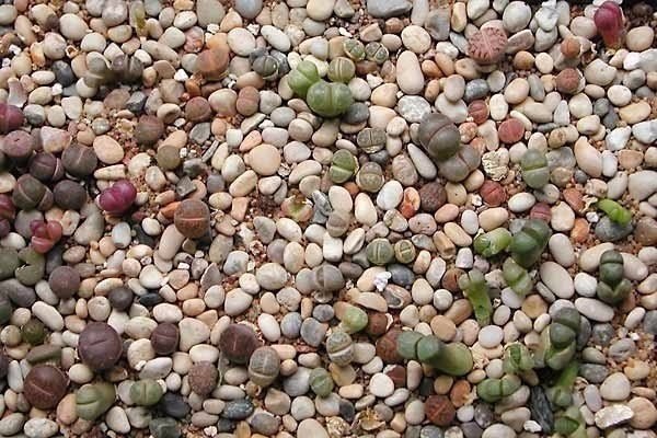 Літопси - дивовижні живі камені - 7