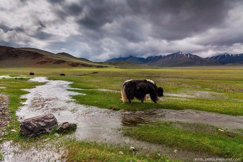 Таємнича Монголія - 5