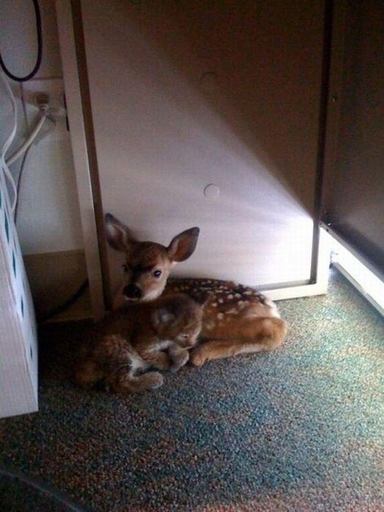 Беда сближает: эту парочку, олененка и маленькую рысь, нашли в офисе после того, как неподалеку разразился лесной пожар. 