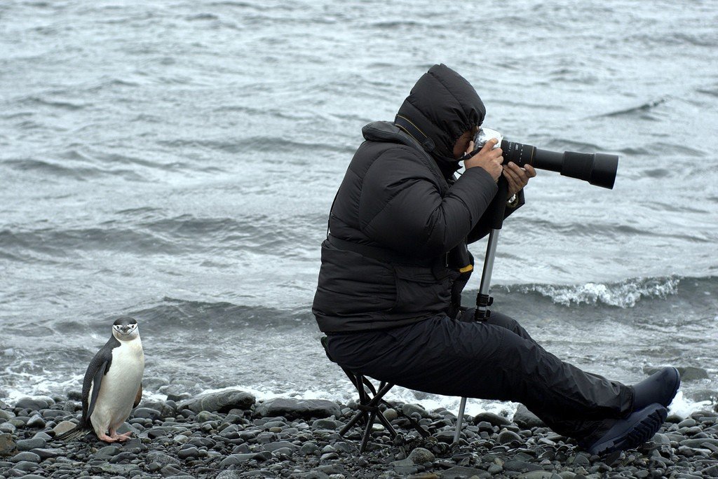 Фотограф и пингвин