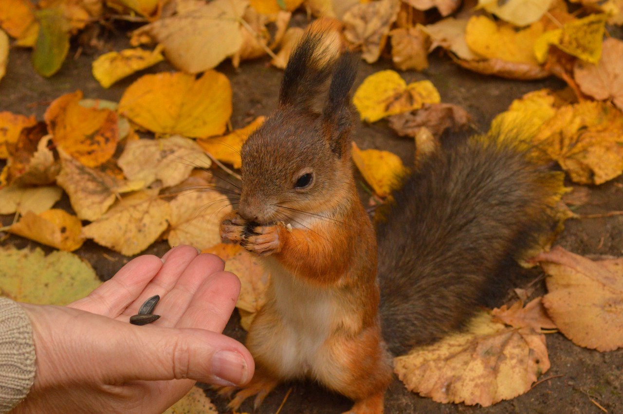 Волшебный Петергоф