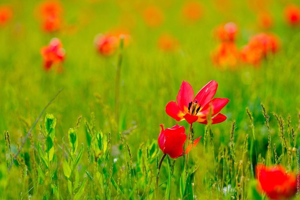 Весна. Калмыкия. Цветущая степь. Прекрасные дикие тюльпаны - 8