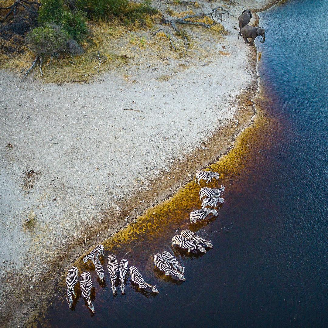 Зебры и слоны на водопое<br><br>Река Куито, Ангола<br><br>Фото: Cory Richards